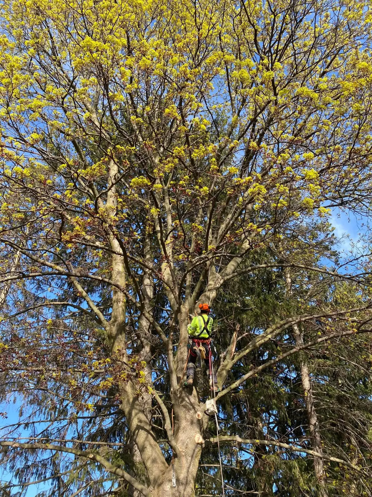 A climber roped into a large maple in spring flower