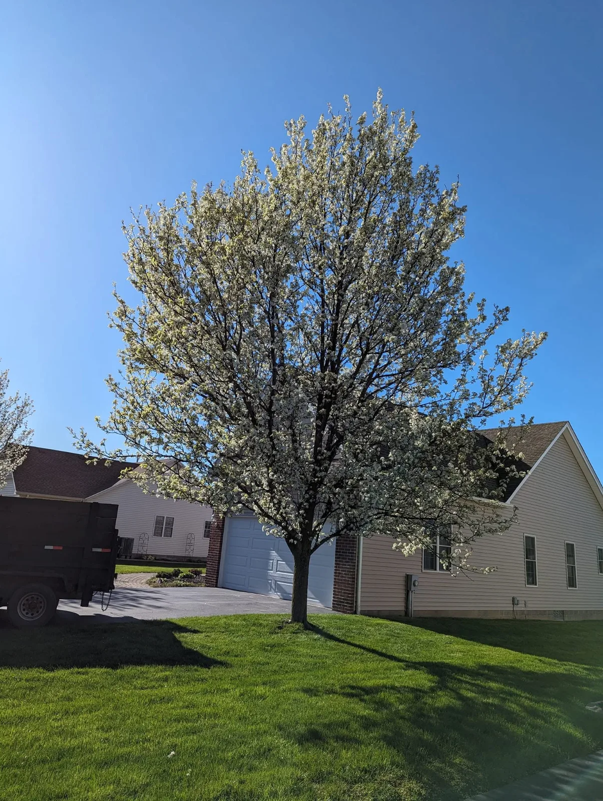 A pear tree in full white bloom on a front lawn