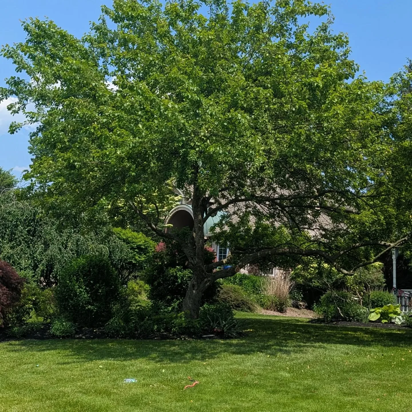 A broad shade tree over a garden bed and a lawn
