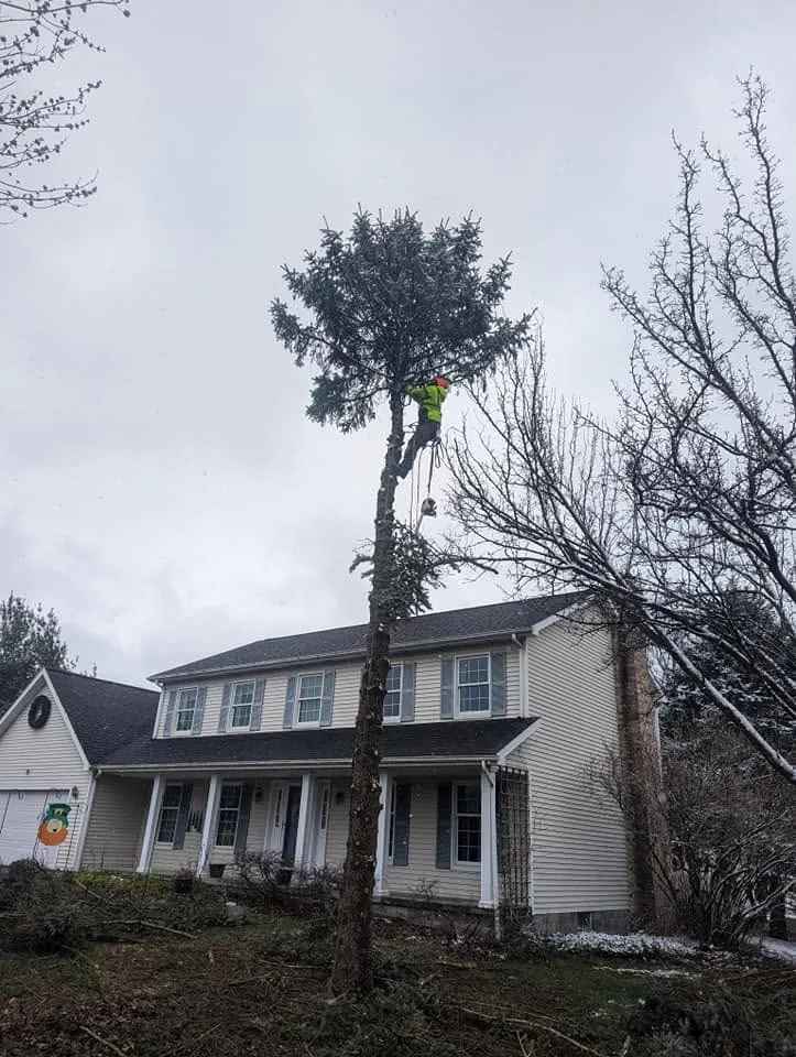 A climber near the top of a tall spruce beside a two-story house